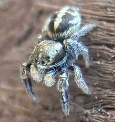 Pellenes tripunctatus