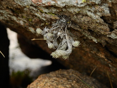 Tillandsia pedicellata