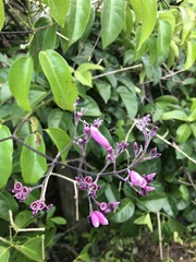 Fridericia floribunda