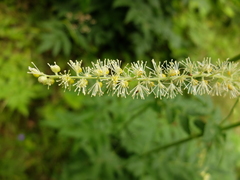 Actaea europaea