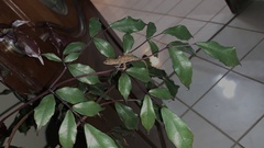 Anolis
