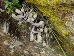 Tillandsia pedicellata