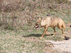 Canis lupaster bea