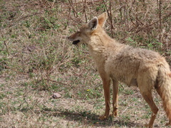 Canis lupaster bea