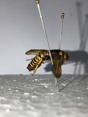 Teredon cubensis