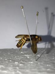 Teredon cubensis