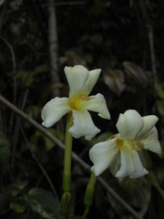 Bignonia nocturna