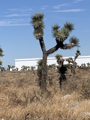 Yucca brevifolia