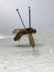 Teredon cubensis