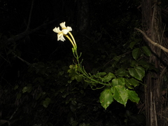 Bignonia nocturna