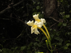 Bignonia nocturna
