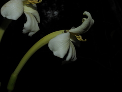 Bignonia nocturna