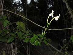 Bignonia nocturna