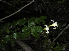 Bignonia nocturna