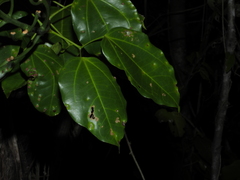 Bignonia nocturna