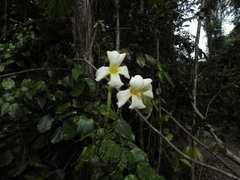 Bignonia nocturna