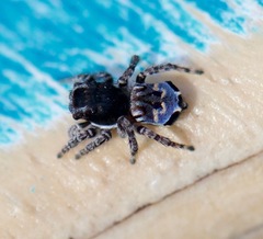 Maratus lobatus