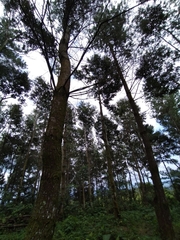 Pinus chiapensis
