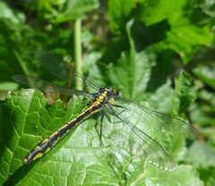 Phanogomphus kurilis