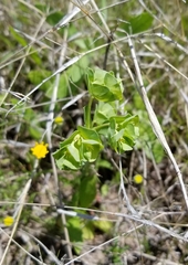 Tithymalus