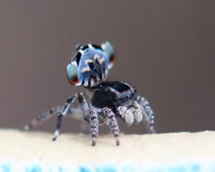 Maratus lobatus