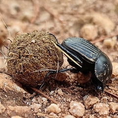 Scarabaeus laticollis