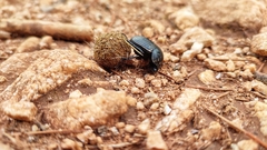 Scarabaeus laticollis