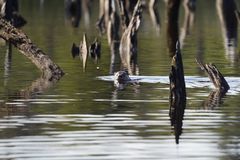 Lontra provocax