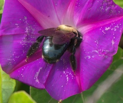 Xylocopa virginica image