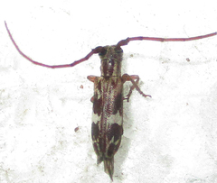 Eunidia strigata