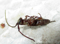 Eunidia strigata