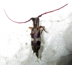 Eunidia strigata
