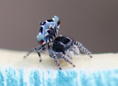 Maratus lobatus