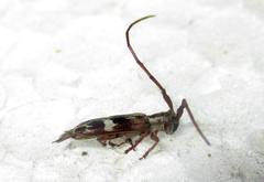 Eunidia strigata