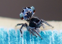 Maratus lobatus