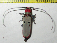 Prosopocera octomaculata