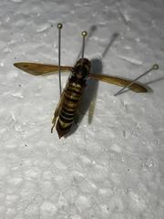 Teredon cubensis