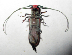 Prosopocera octomaculata