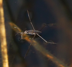 Limnogonus franciscanus