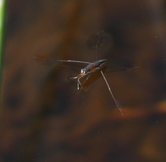 Limnogonus franciscanus