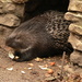 Crested Porcupine - Photo (c) Peter Halasz, some rights reserved (CC BY-SA)