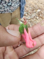 Euphorbia peritropoides