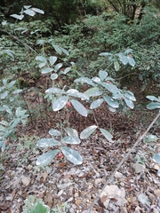Euphorbia peritropoides