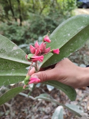 Euphorbia peritropoides