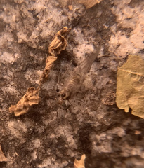 Teliapsocus