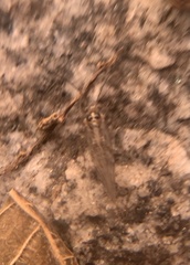 Teliapsocus