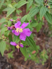 Chaetogastra scabriuscula