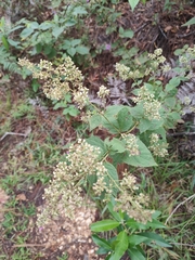 Decachaeta ovatifolia