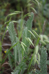Bromus squarrosus villosus