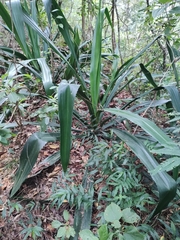 Furcraea guerrerensis